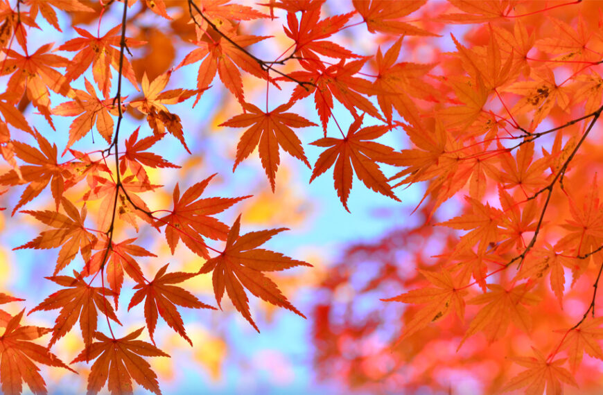 11月キャンペーン